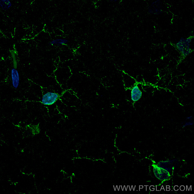 IF Staining of rat brain using 81728-1-RR (same clone as 81728-1-PBS)