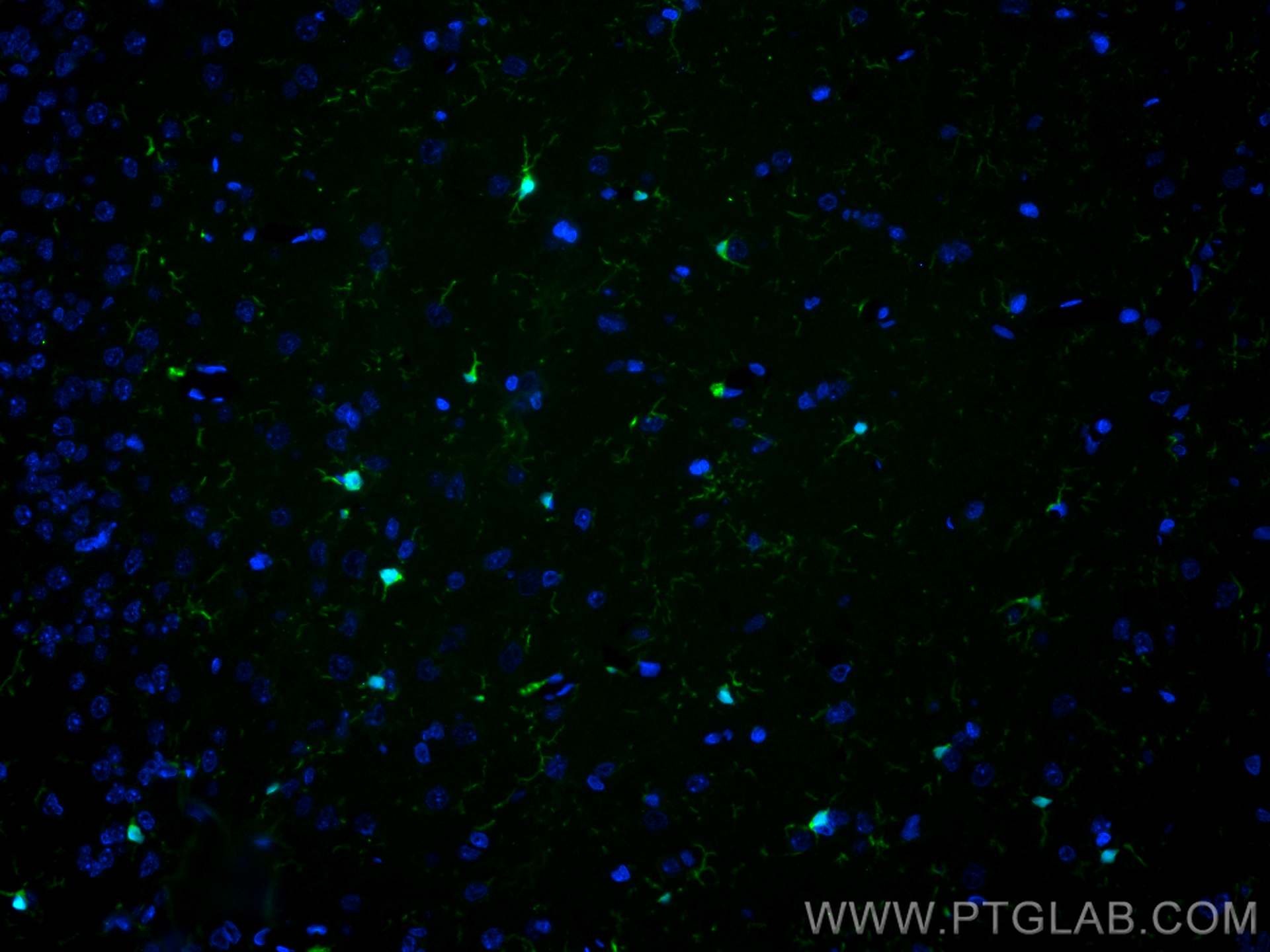 IF Staining of rat brain using CL488-81728