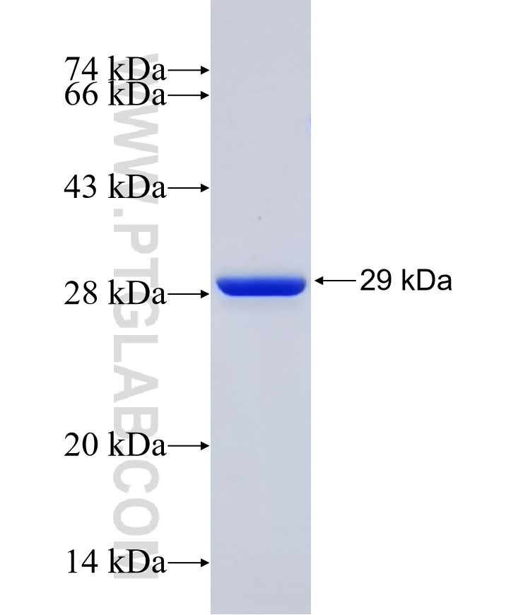 IBA1 fusion protein Ag23992 SDS-PAGE