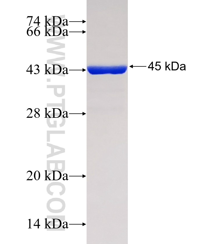 IBA1 fusion protein Ag1363 SDS-PAGE