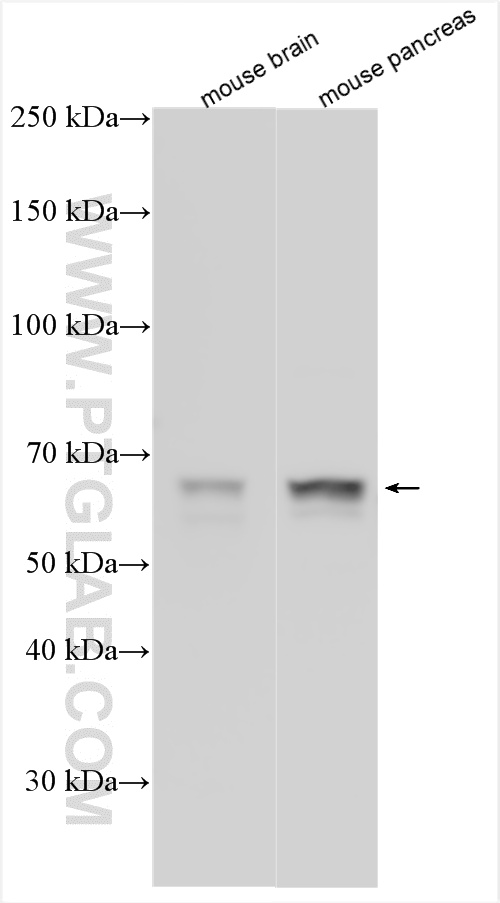 WB analysis using 10797-1-AP