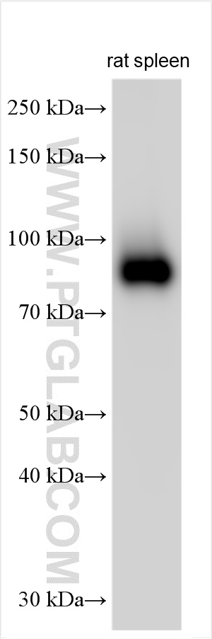WB analysis using 31451-1-AP