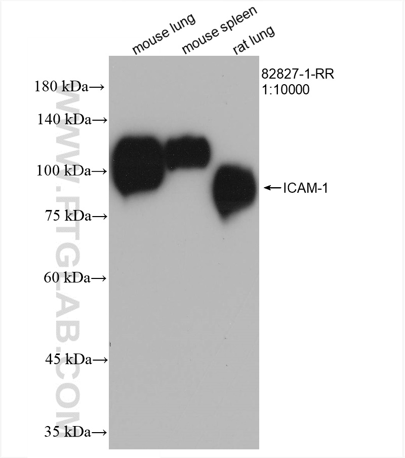 WB analysis using 82827-1-RR