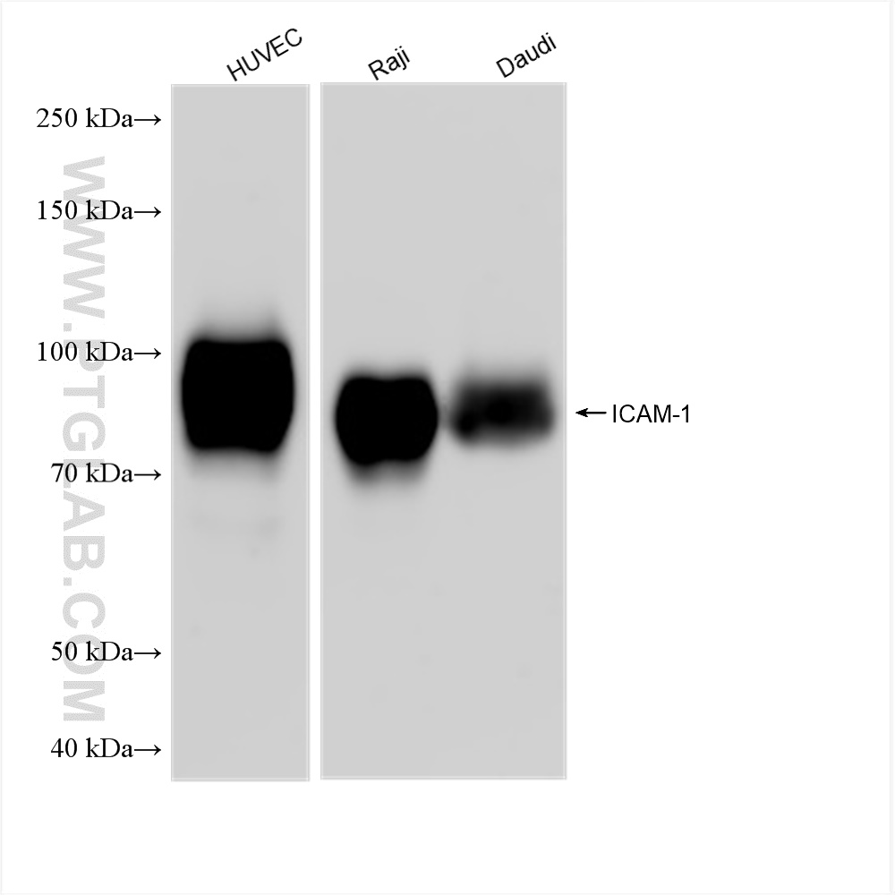 WB analysis using 83069-6-RR (same clone as 83069-6-PBS)
