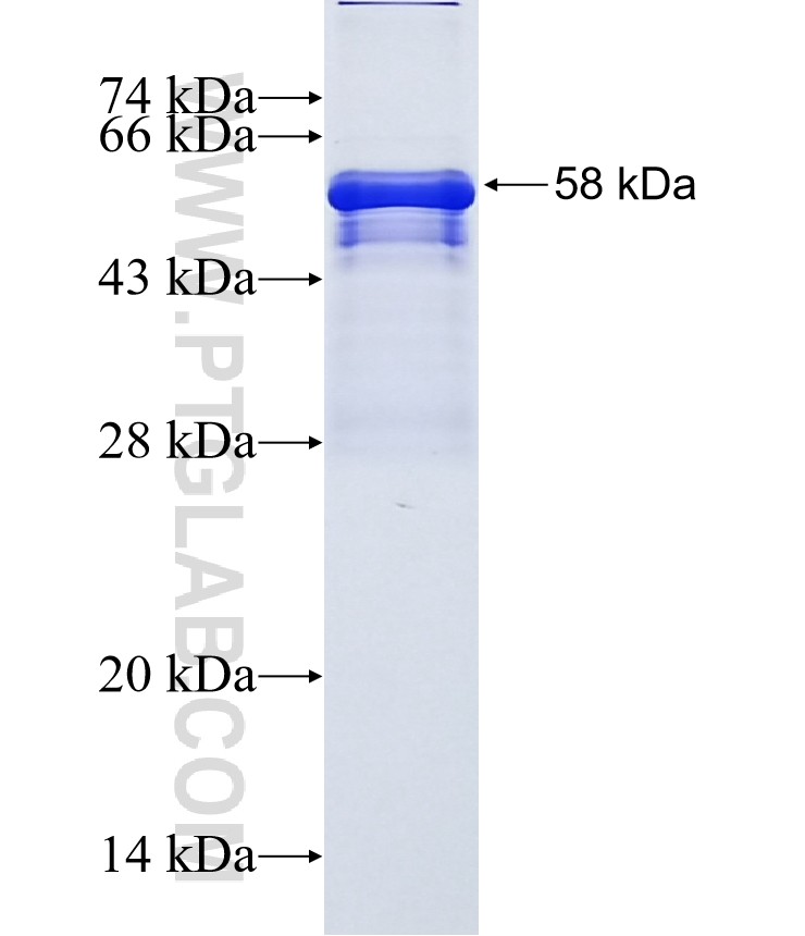 ICAM-1 fusion protein Ag1188 SDS-PAGE