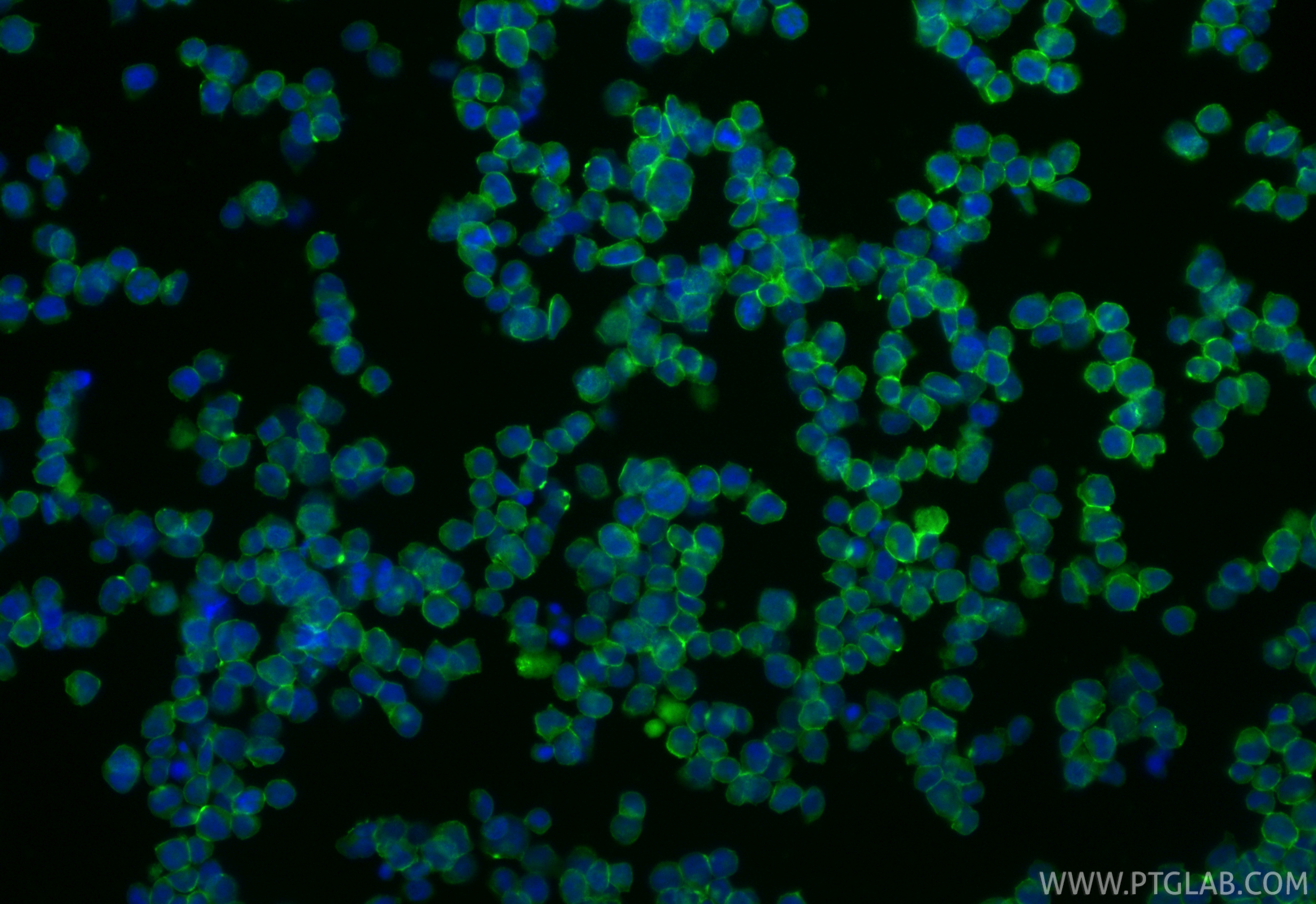 Immunofluorescent analysis of (4% PFA) fixed Jurkat cells using CoraLite® Plus 488 ICAM-2/CD102 antibody (CL488-84857-3, Clone: 242237G11 ) at dilution of 1:200. IF Staining of Jurkat using CL488-84857-3