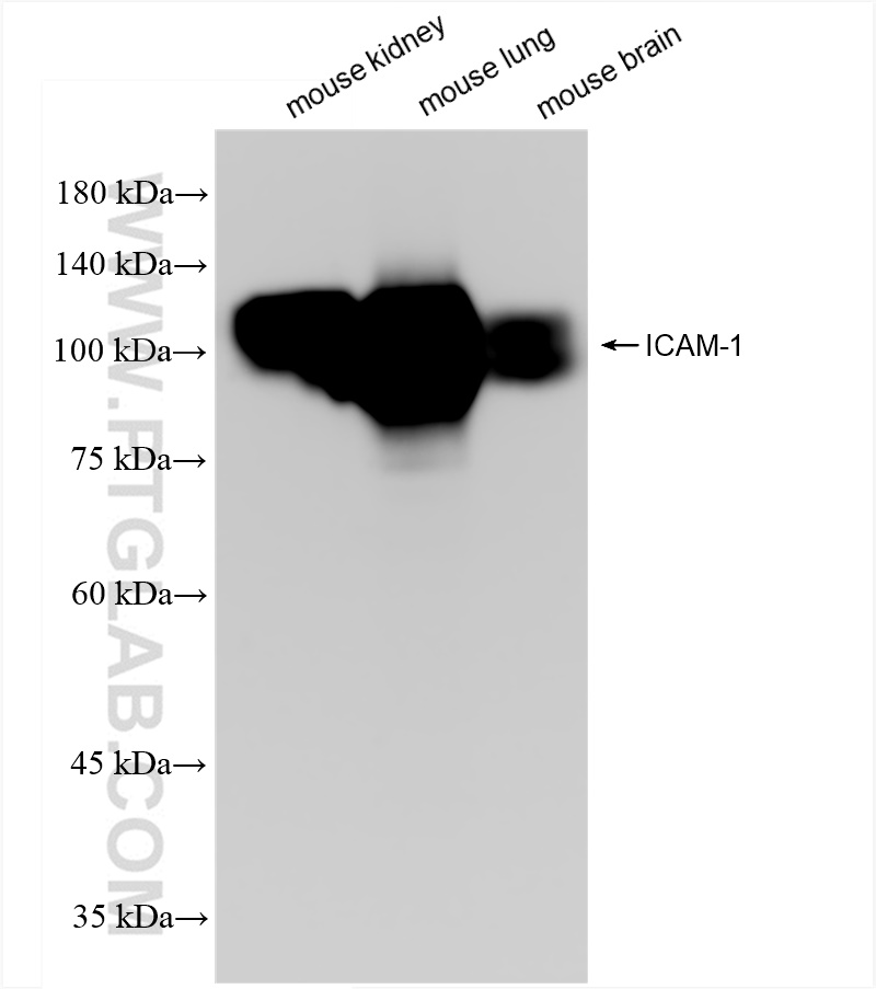 WB analysis using 82827-8-RR