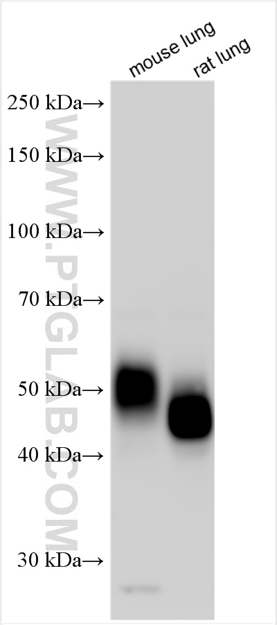 WB analysis using 31950-1-AP