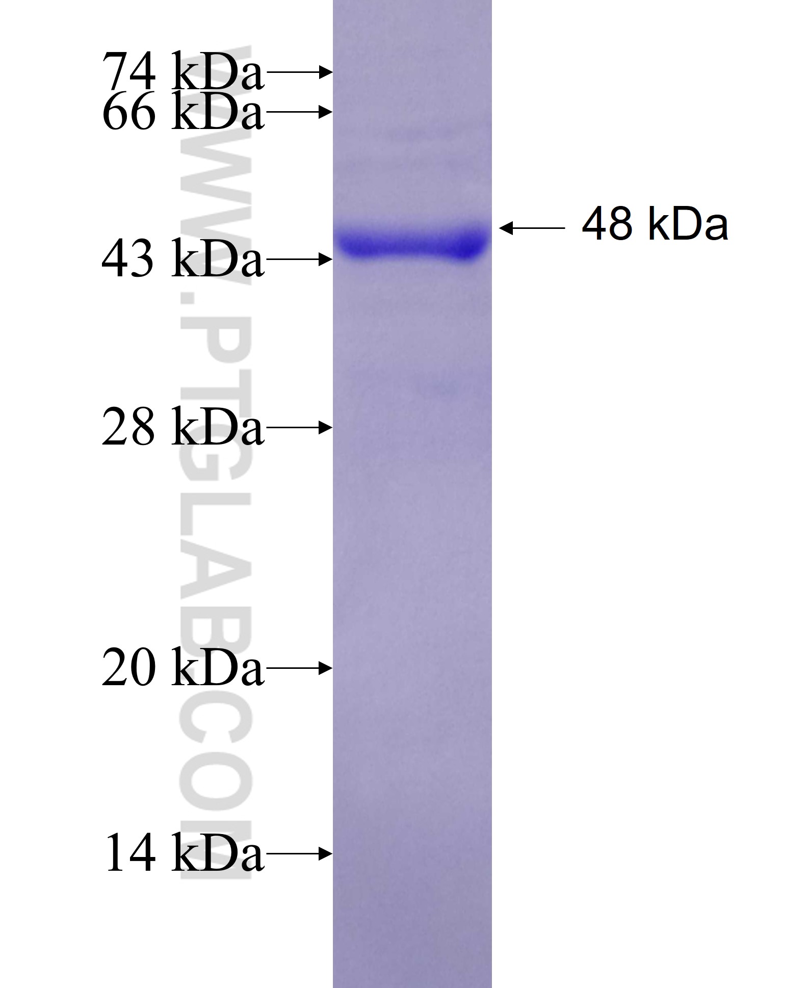 ICAM2 fusion protein Ag25952 SDS-PAGE