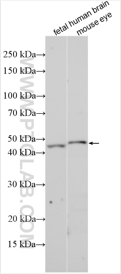 WB analysis using 11918-1-AP