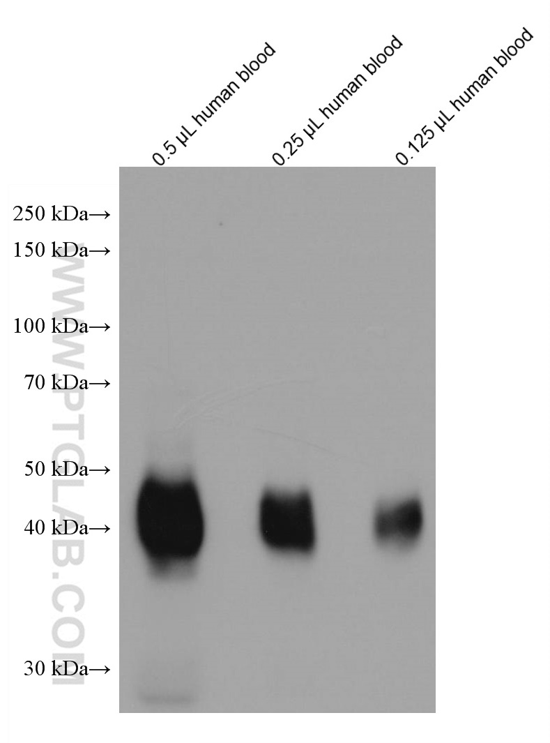 WB analysis using 67014-1-Ig