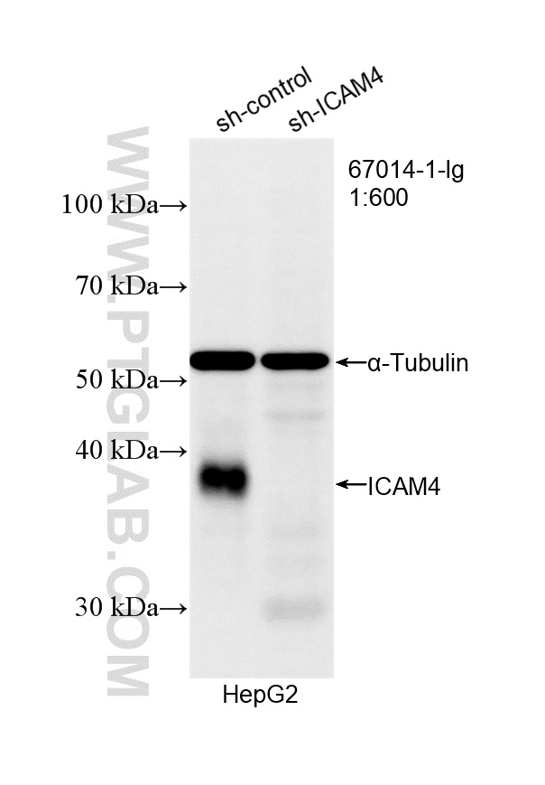 WB analysis of HepG2 using 67014-1-Ig