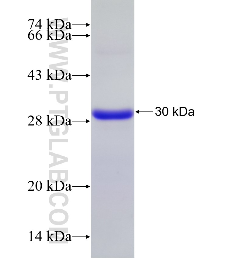 ICK fusion protein Ag30267 SDS-PAGE