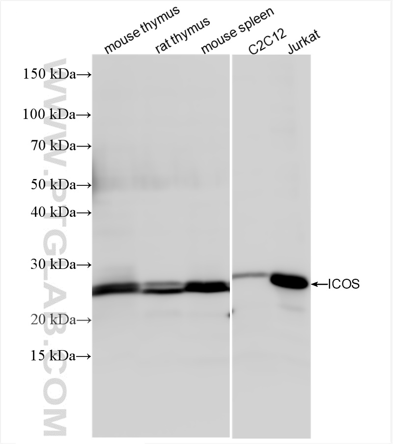 WB analysis using 85035-2-RR (same clone as 85035-2-PBS)