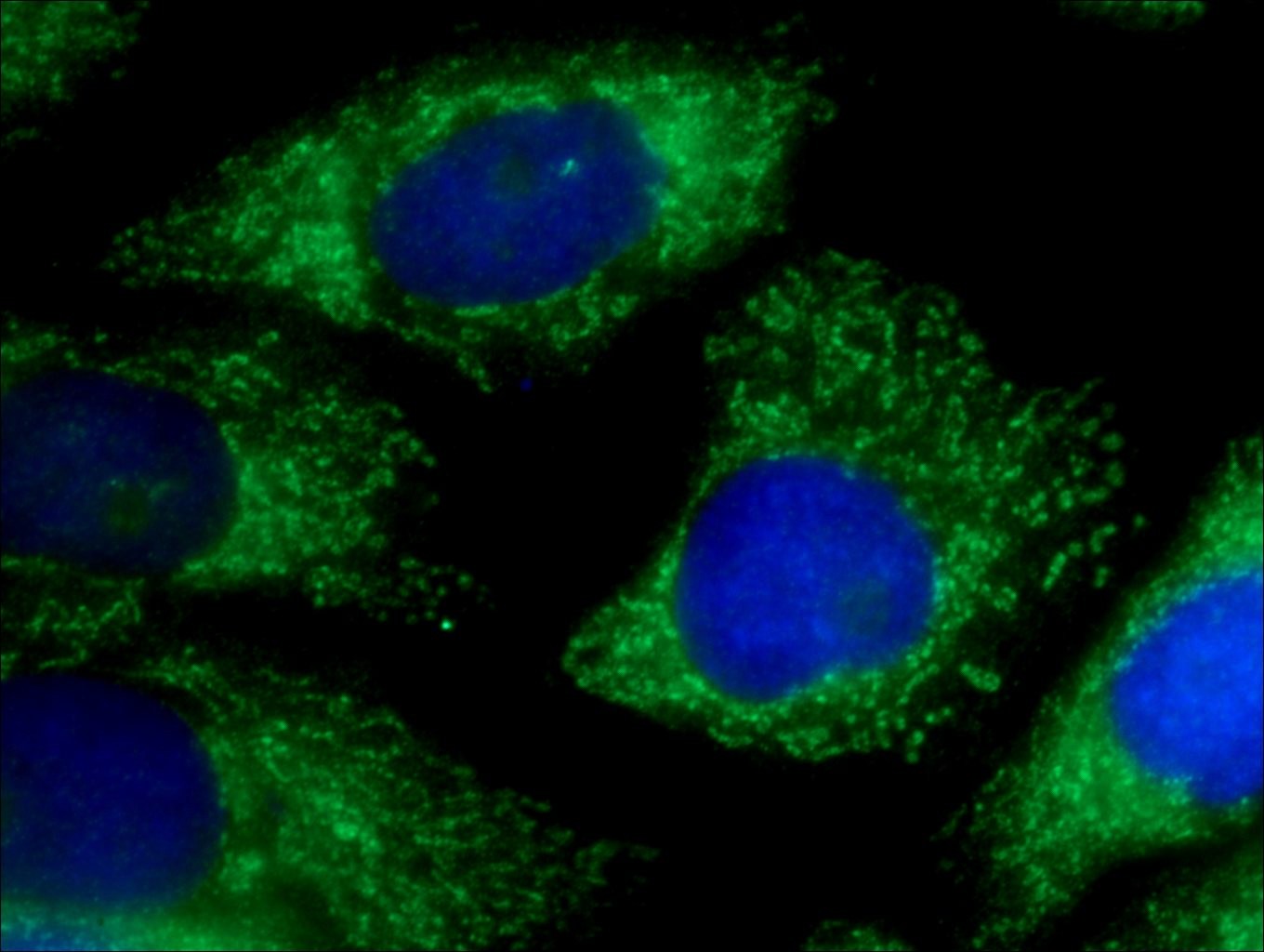 IF Staining of HeLa using 10403-1-AP