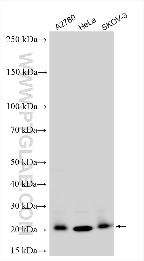 WB analysis using 10403-1-AP