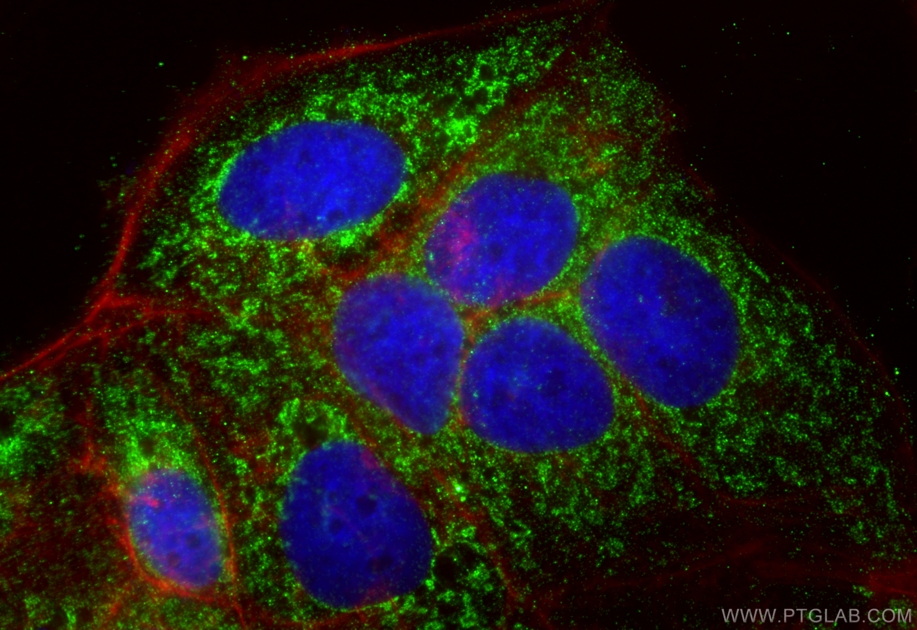 Immunofluorescent analysis of (4% PFA) fixed Caco-2 cells using ICT1 antibody (<a class='green' href='/productredirect?CatalogNo=68898-3-Ig' target='_blank'>68898-3-Ig</a>, Clone: 1F11E6 ) at dilution of 1:800 and CoraLite®488-Conjugated Goat Anti-Mouse IgG(H+L) (<a class='green' href='/productredirect?CatalogNo=SA00013-1' target='_blank'>SA00013-1</a>), CL594-Phalloidin (red). This data was developed using the same antibody clone with 68898-3-PBS in a different storage buffer formulation. IF Staining of Caco-2 using 68898-3-Ig (same clone as 68898-3-PBS)