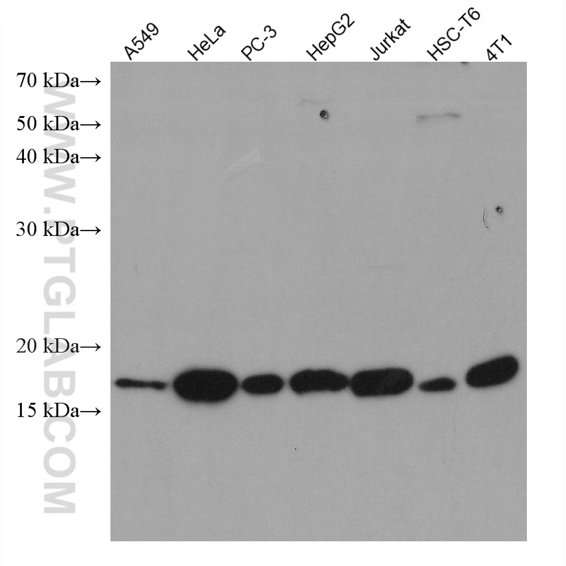 WB analysis using 67827-1-Ig