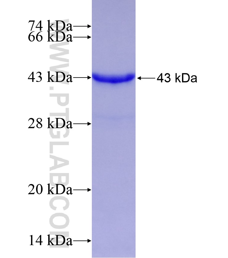 ID1 fusion protein Ag13359 SDS-PAGE