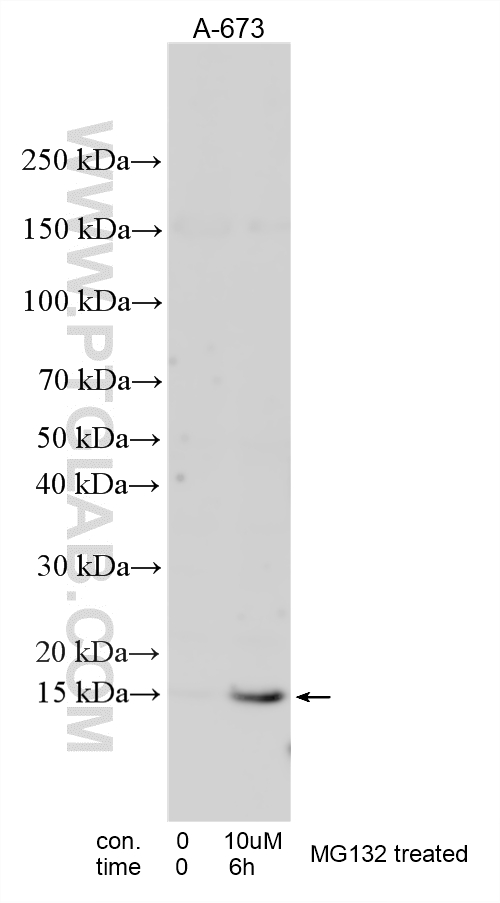 WB analysis using 12502-1-AP