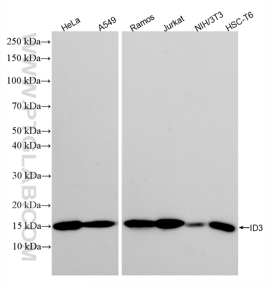 WB analysis using 86979-1-RR WB analysis using 86979-1-RR