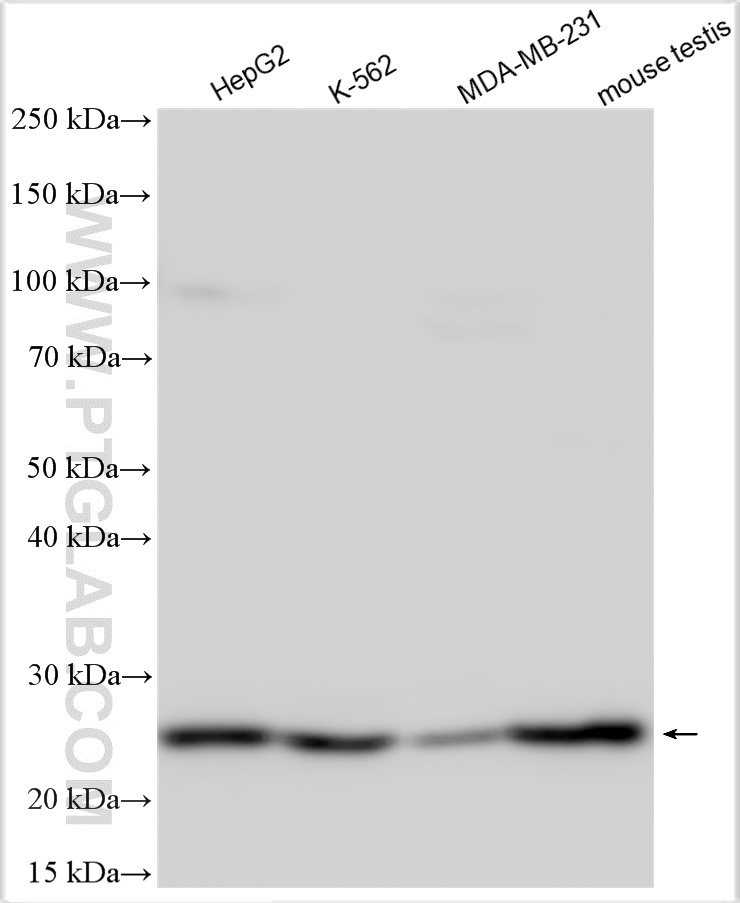 WB analysis using 21803-1-AP