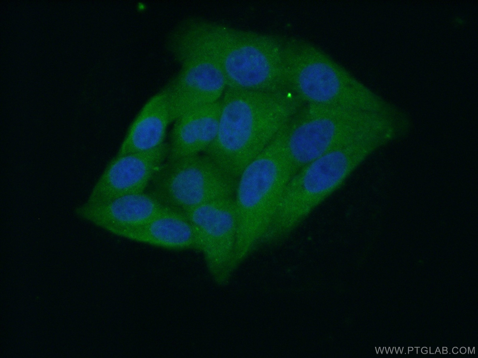 IF Staining of HepG2 using 66197-1-Ig (same clone as 66197-1-PBS)