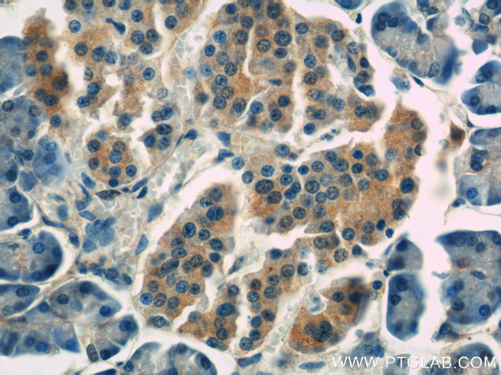 IHC staining of human pancreas using 66197-1-Ig (same clone as 66197-1-PBS)