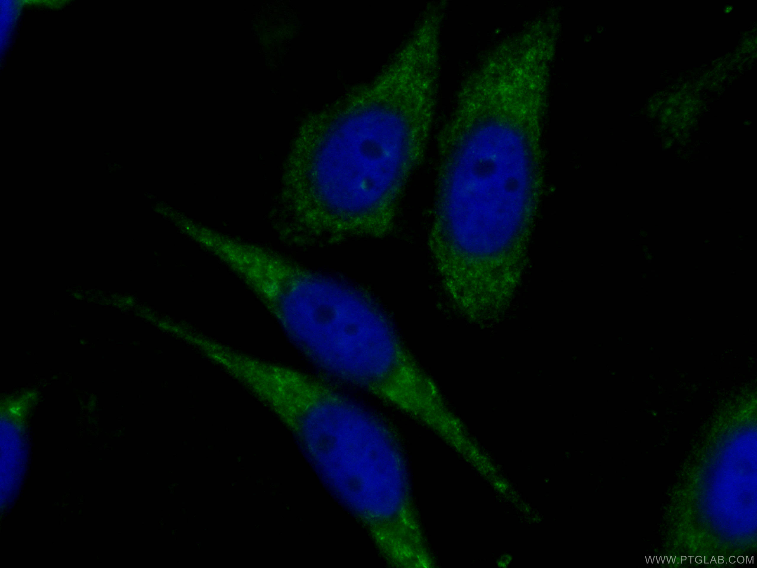 IF Staining of HepG2 using CL488-66197