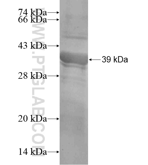 IDH1 fusion protein Ag19293 SDS-PAGE