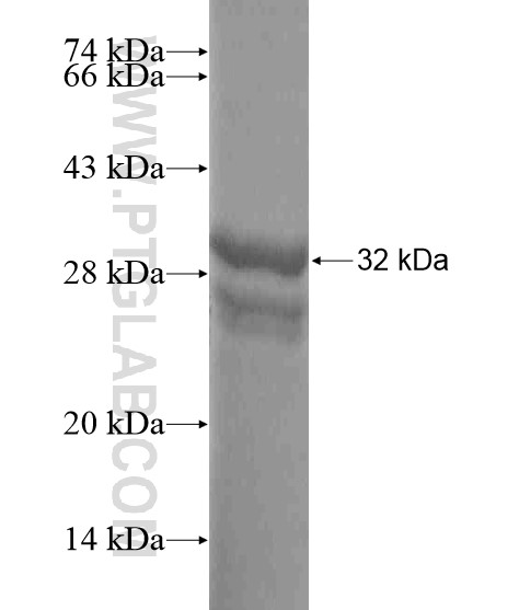 IDH1 fusion protein Ag19749 SDS-PAGE