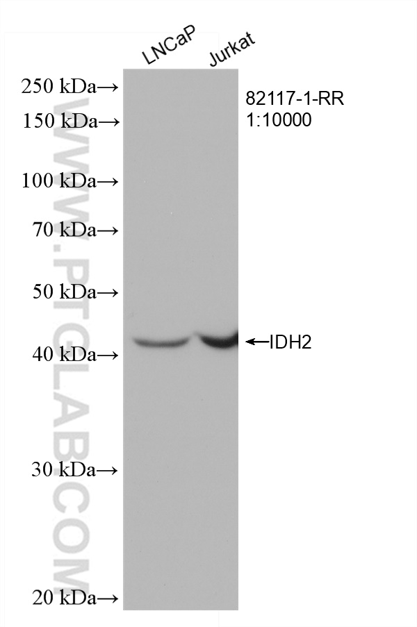 WB analysis using 82117-1-RR