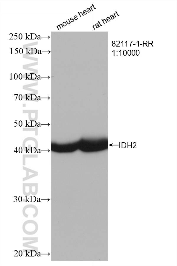 WB analysis using 82117-1-RR