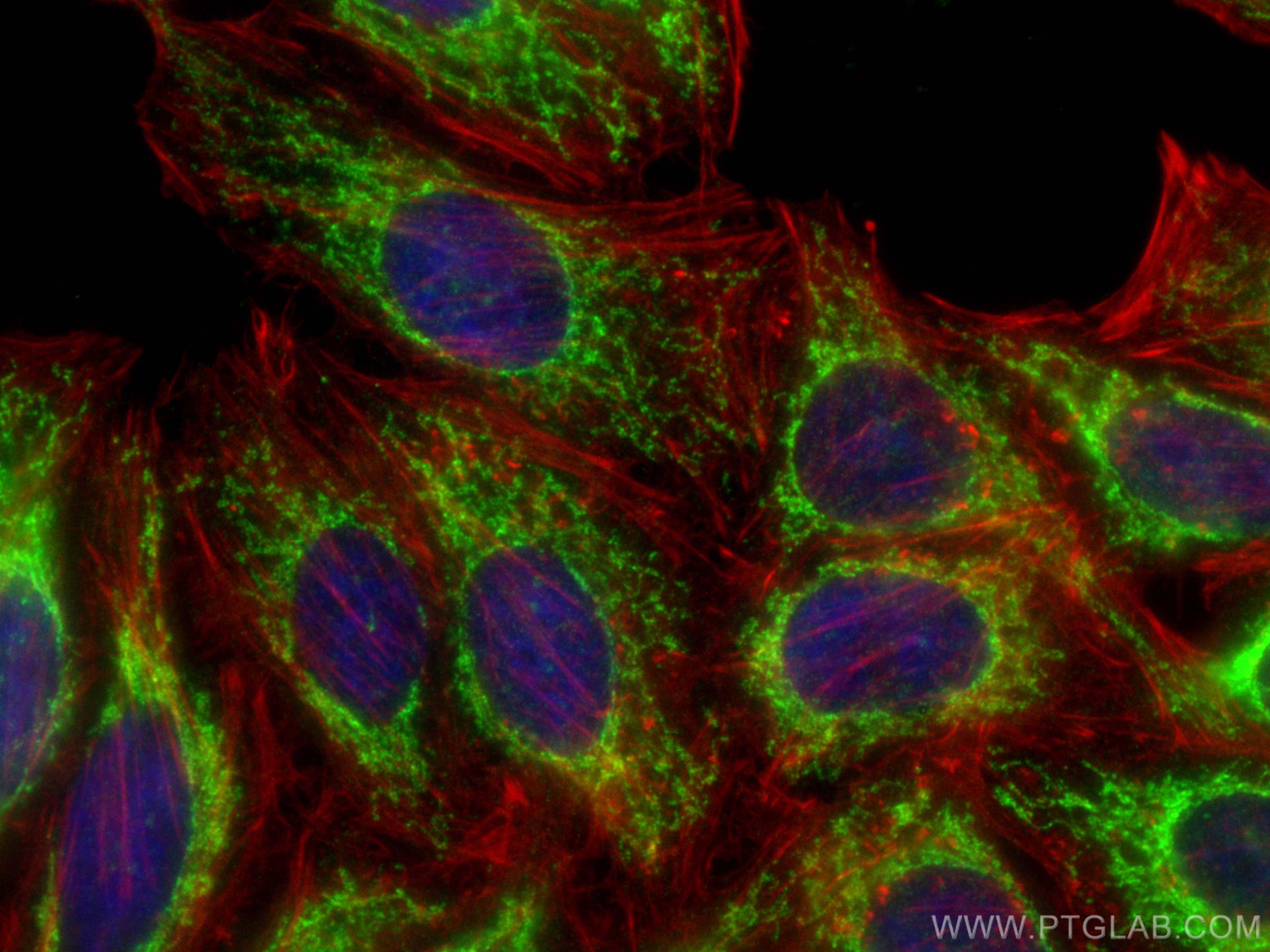 IF Staining of HepG2 using 15909-1-AP