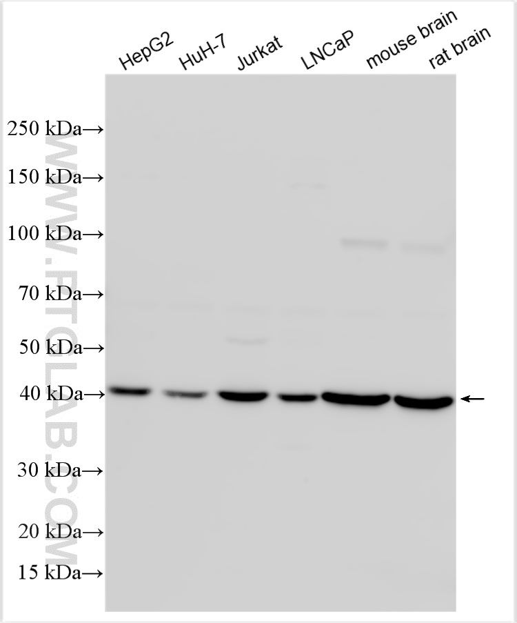 WB analysis using 15576-1-AP