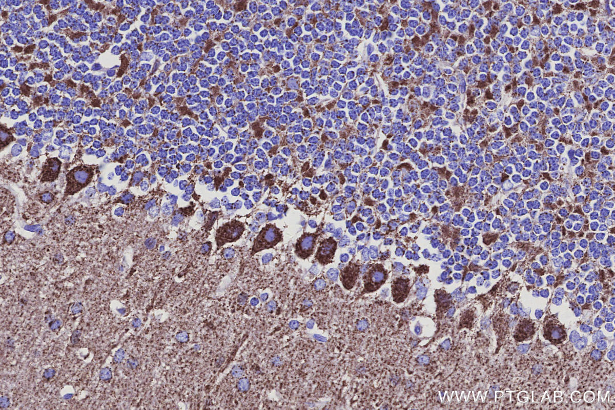 IHC staining of mouse cerebellum using 68199-1-Ig IHC staining of mouse cerebellum using 68199-1-Ig