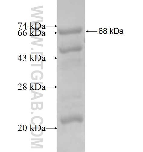 IDH3B fusion protein Ag7965 SDS-PAGE