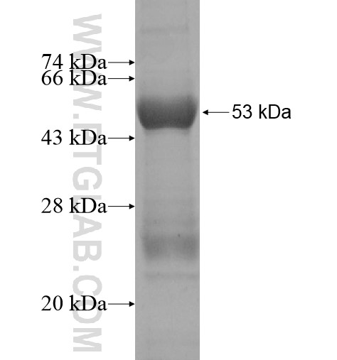 IDI2 fusion protein Ag10098 SDS-PAGE