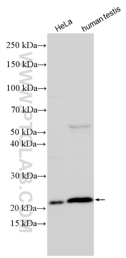 Various lysates were subjected to SDS PAGE followed by western blot with 24831-1-AP (IDNK antibody) at dilution of 1:1000 incubated at room temperature for 1.5 hours. WB analysis using 24831-1-AP