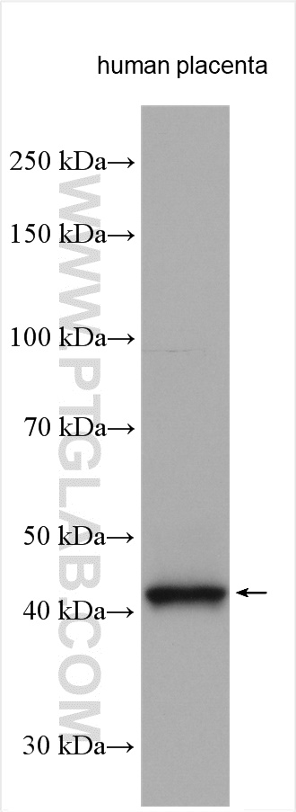 WB analysis using 13268-1-AP