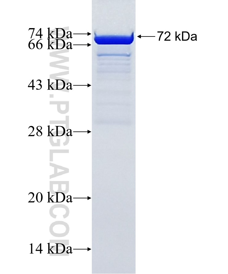 IDO1 fusion protein Ag3953 SDS-PAGE