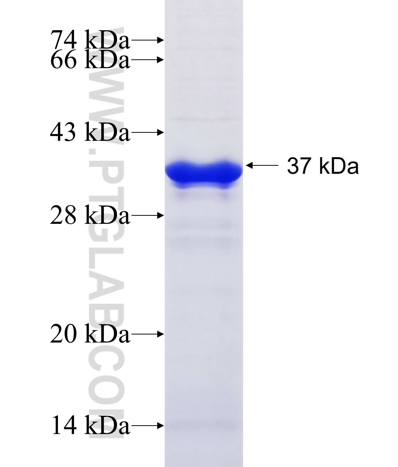 IDS fusion protein Ag19095 SDS-PAGE