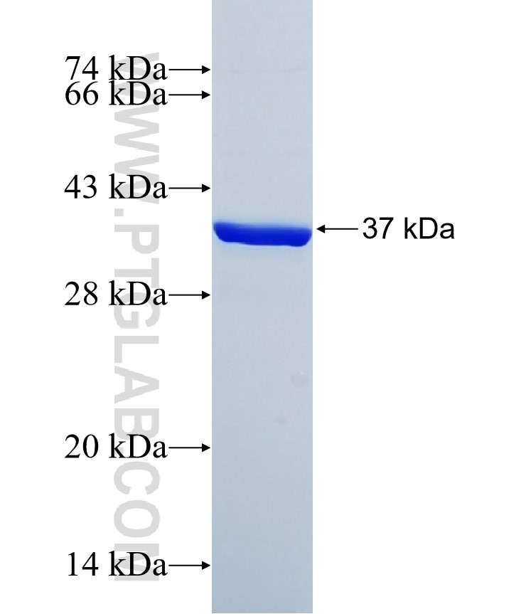 IER3 fusion protein Ag34500 SDS-PAGE