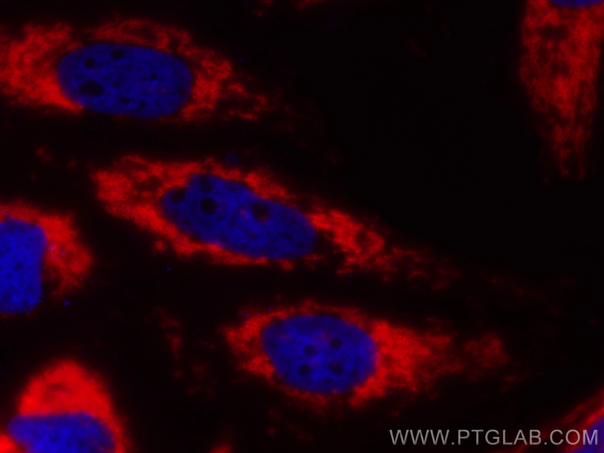 Immunofluorescence of HeLa: PFA-fixed HeLa cells were stained with anti-ATP5O antibody (66696-1-Ig) labeled with FlexAble HRP Antibody Labeling Kit for Mouse IgG1 (KFA025) and Tyramide-594 (red).  Cell nuclei are in blue. 
