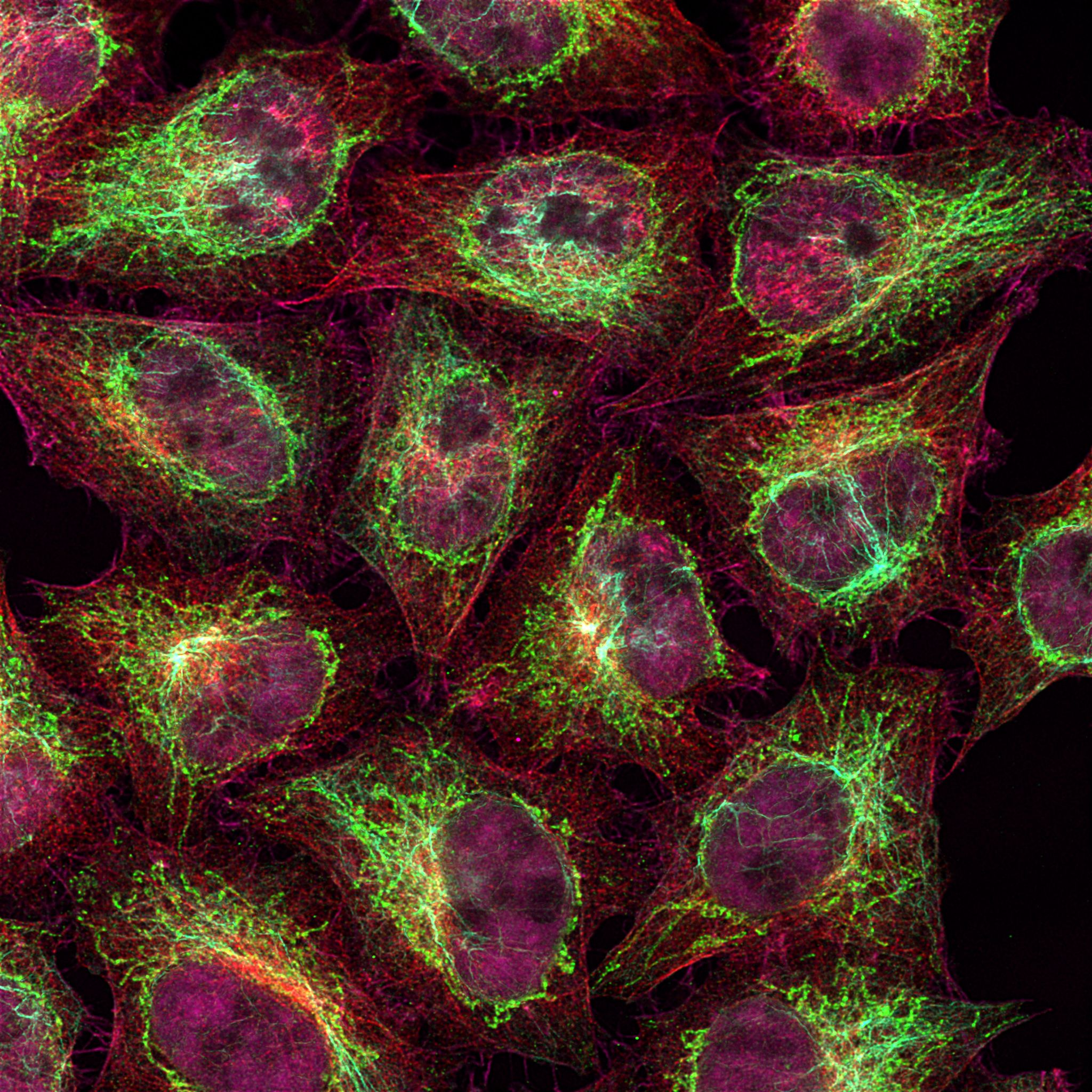 Immunofluorescence of HeLa: PFA-fixed HeLa cells were stained with anti-Vimentin labeled with FlexAble CoraLite® Plus 405 Kit (KFA026, cyan), anti-HSP60 (66041-1-Ig) labeled with FlexAble CoraLite® Plus 488 Kit (KFA021, green), anti-Tubulin (66240-1-lg) labeled with FlexAble CoraLite® Plus 555 Kit (KFA042, red) and anti-HNRNPA2B1 (67445-1-lg) labeled with FlexAble CoraLite® Plus 647 Kit (KFA043, magenta).
Confocal images were acquired with a 100x oil objective and post-processed. Images were recorded at the Core Facility Bioimaging at the Biomedical Center, LMU Munich.