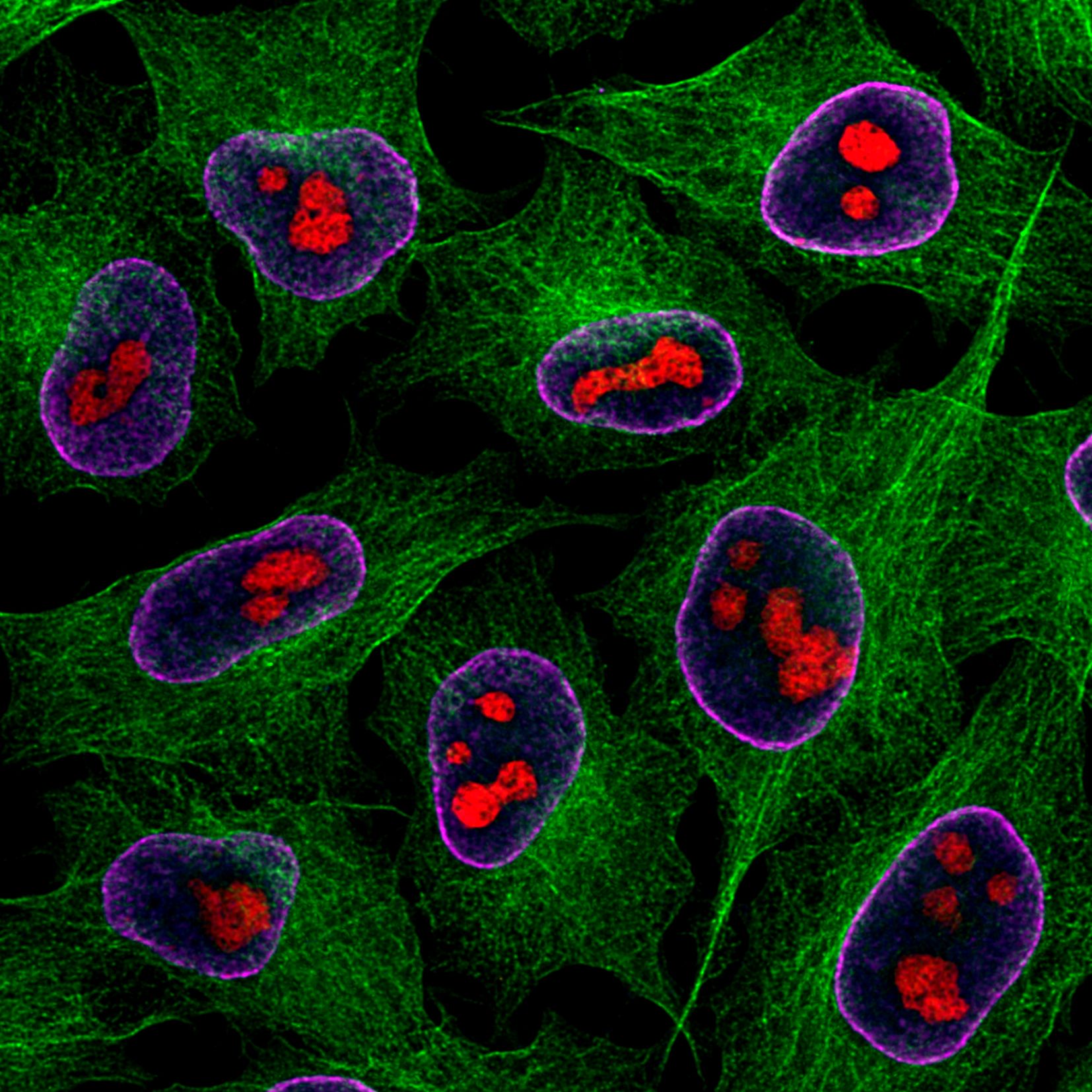 Immunofluorescence of HeLa: PFA-fixed HeLa cells were stained with anti-Tubulin (66240-1-Ig) labeled with FlexAble CoraLite® Plus 488 Kit (KFA041, green), anti-Lamin labeled with FlexAble CoraLite® Plus 647 Kit (KFA043, magenta), CoraLite® 594-conjugated GNL3 antibody (CL594-67169) and DAPI (blue).
Confocal images were acquired with a 100x oil objective and post-processed. Images were recorded at the Core Facility Bioimaging at the Biomedical Center, LMU Munich.