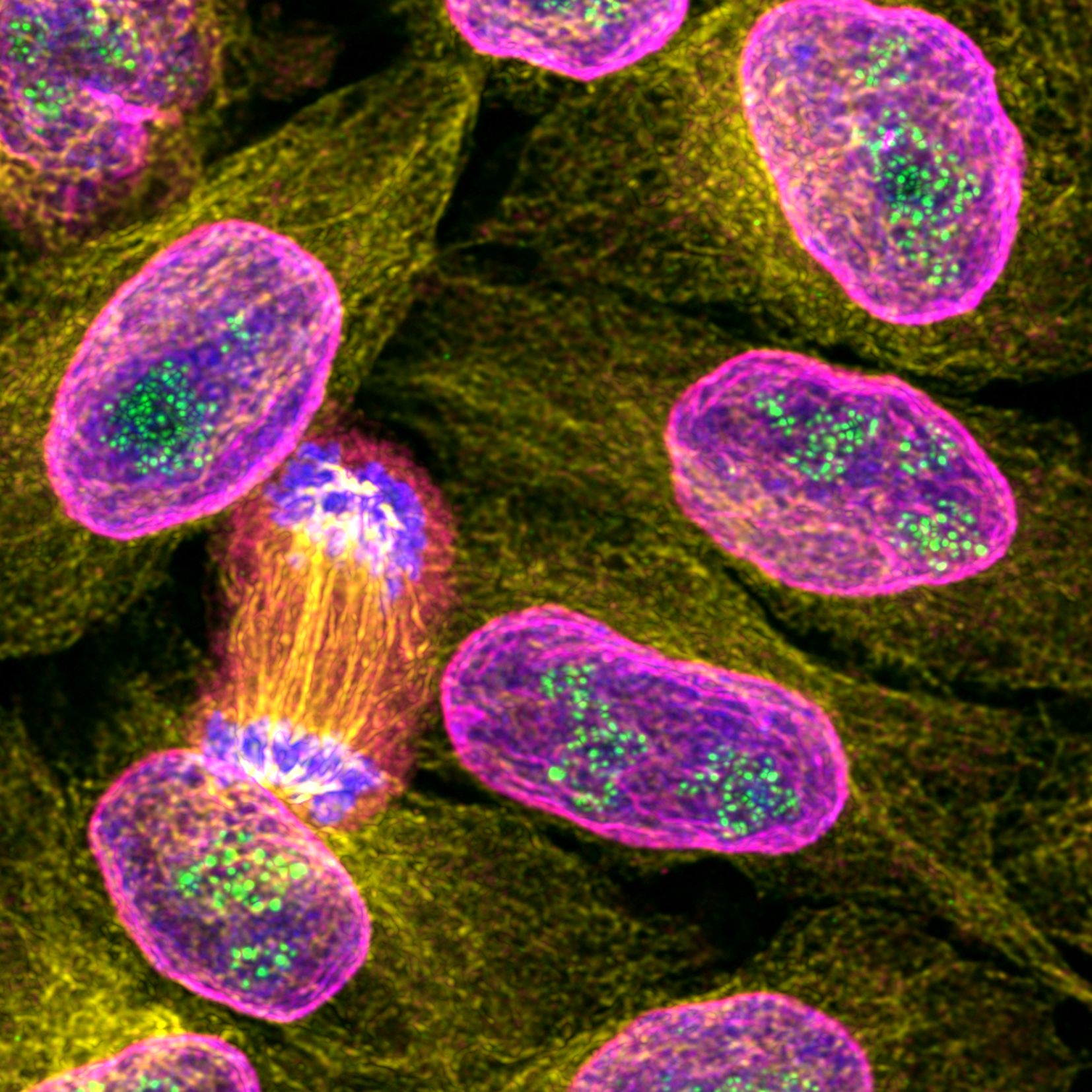Immunofluorescence of HeLa: PFA-fixed HeLa cells were stained with anti-PAF49 labeled with FlexAble CoraLite® Plus 488 Kit (KFA041, green), anti-Tubulin (66240-1-Ig) labeled with FlexAble CoraLite® Plus 555 Kit (KFA042, yellow), anti-Lamin labeled with FlexAble CoraLite® Plus 647 Kit (KFA043, magenta) and DAPI (blue). 
Confocal images were acquired with a 100x oil objective and post-processed. Images were recorded at the Core Facility Bioimaging at the Biomedical Center, LMU Munich.
