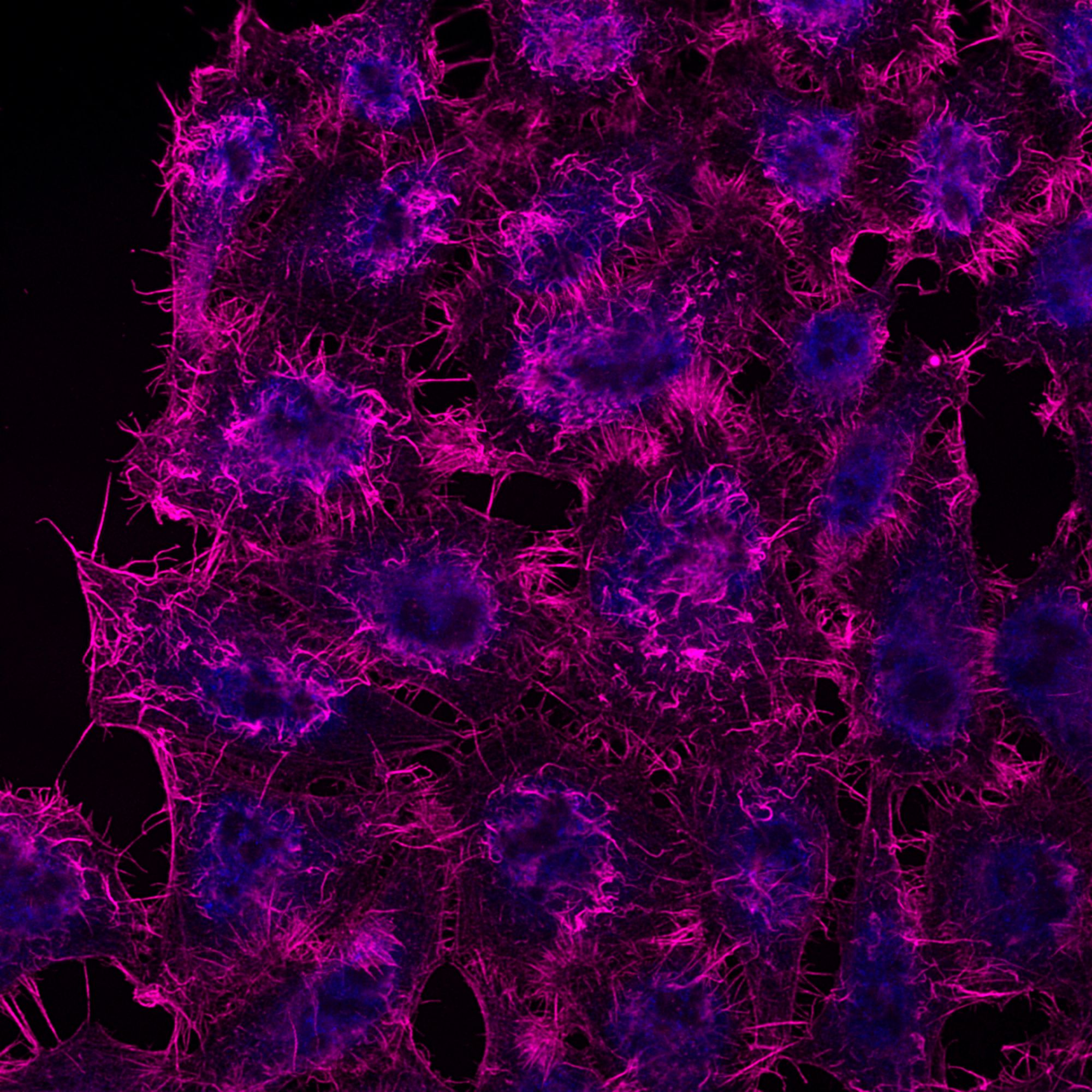 Immunofluorescence of HeLa: PFA-fixed HeLa cells were stained with anti-Actin labeled with FlexAble CoraLite® Plus 647 Kit (KFA043, magenta) and DAPI (blue). 
Confocal images were acquired with a 100x oil objective and post-processed. Images were recorded at the Core Facility Bioimaging at the Biomedical Center, LMU Munich.
