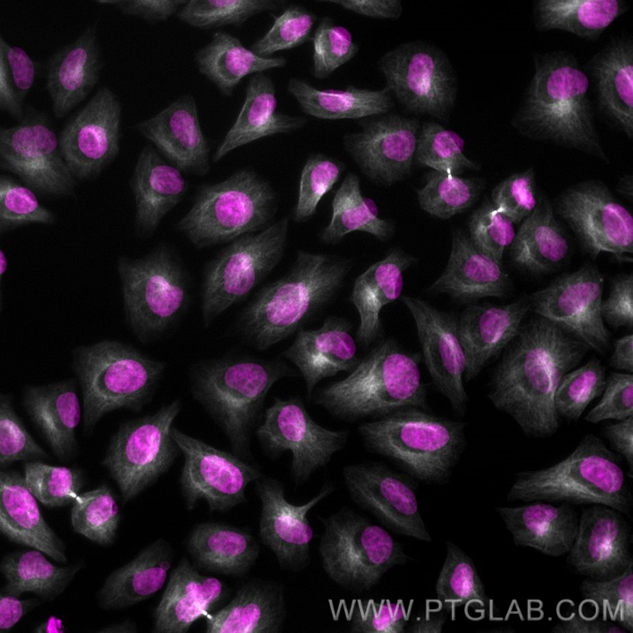 PFA-fixed HeLa cells were stained with anti-Tubulin (66240-1-Ig) labeled with FlexAble CoraLite® Plus 750 Kit (KFA044, grey) and Sytox Deep Red (cell nuclei, magenta). Epifluorescence images were acquired with a 20x objective and post-processed.