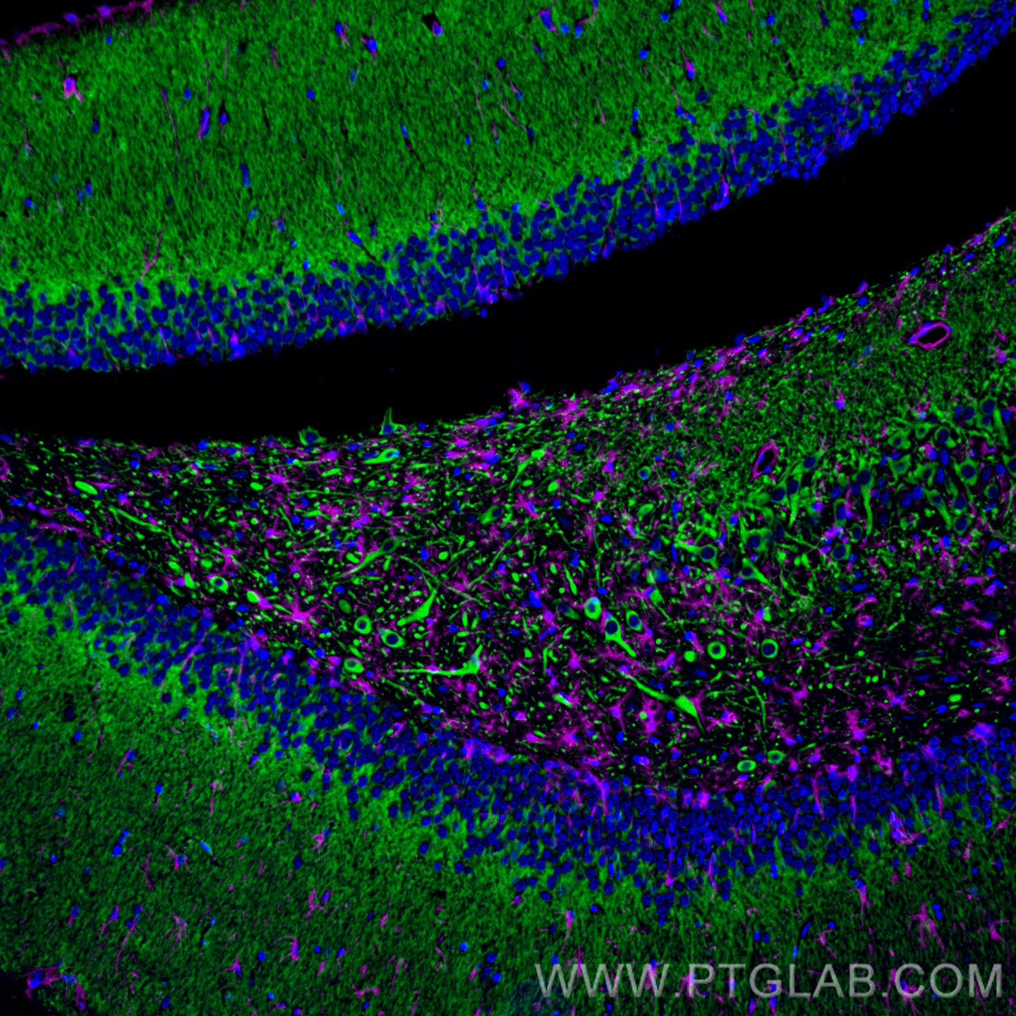 Immunofluorescence of rat brain: FFPE rat brain sections were stained with anti-MAP2 antibody (17490-1-AP, green) labeled with FlexAble HRP Antibody Labeling Kit for Rabbit IgG (KFA005) and Tyramide-488, and anti-GFAP antibody (60190-1-Ig, magenta) labeled with FlexAble HRP Antibody Labeling Kit for Mouse IgG2a (KFA045) and Tyramide-650. Cell nuclei are in blue. 
